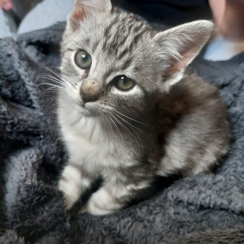 AYO – chaton réservé