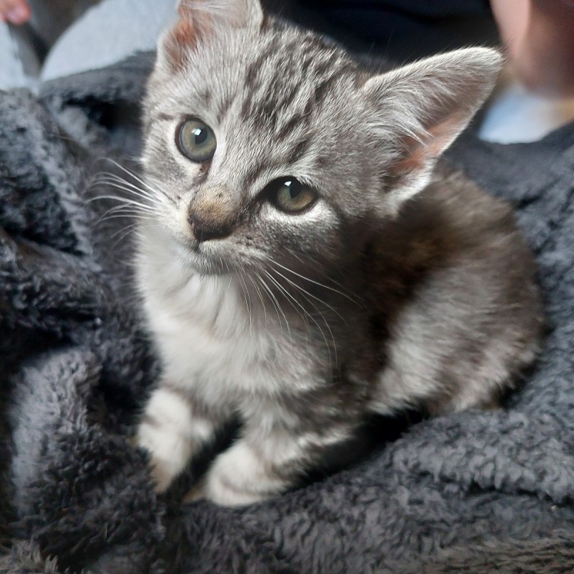 AYO – chaton adopté