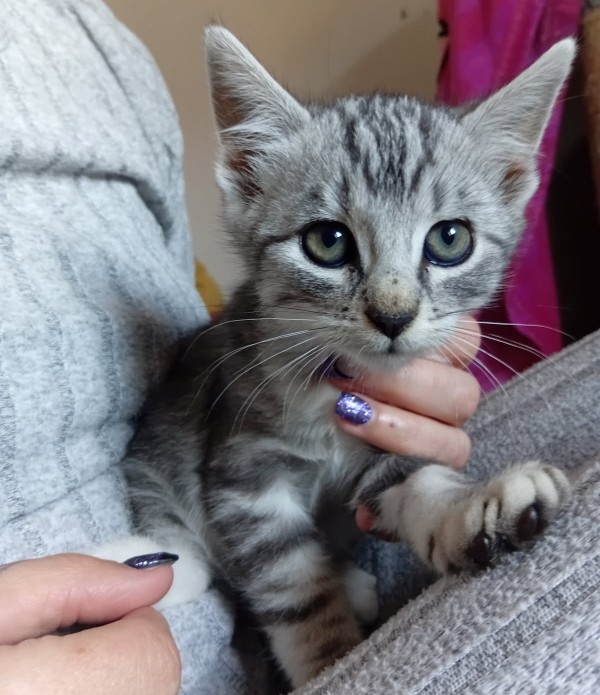 AYO – chaton réservé
