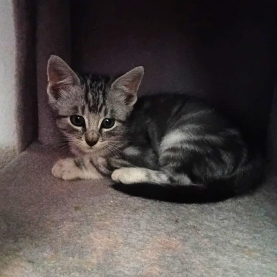 AYO – chaton réservé