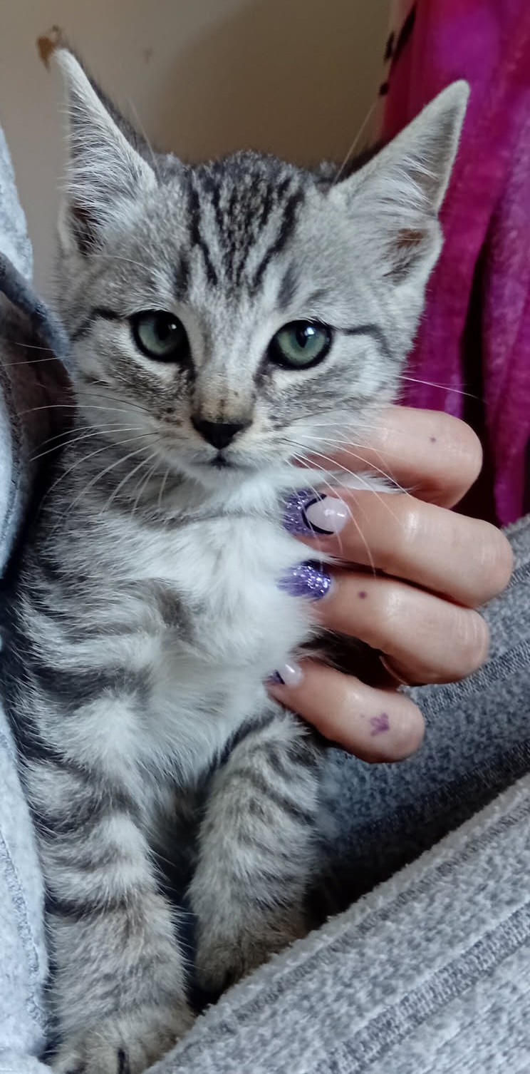 AZUKI – chaton réservé