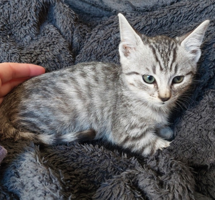 AZUKI – chaton réservé