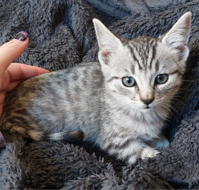 AZUKI – chaton réservé
