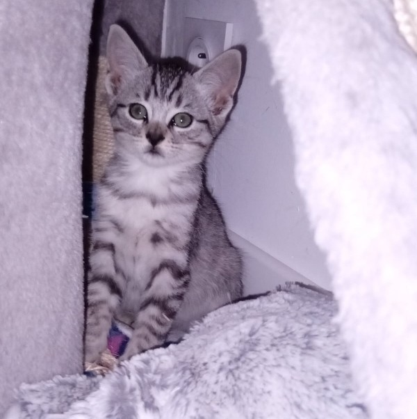 AZUKI – chaton réservé