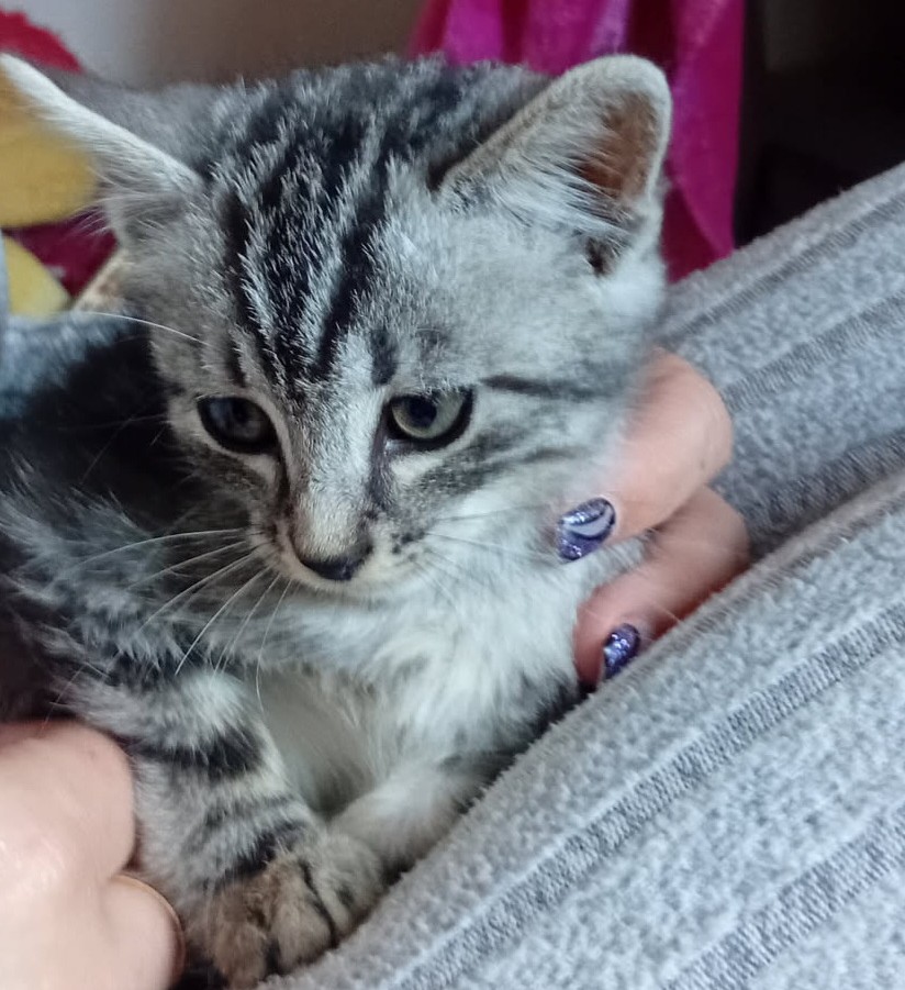 AZUKI – chaton réservé