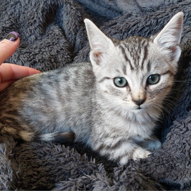 AZUKI – chaton adopté