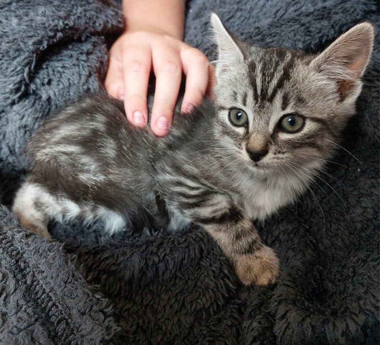 AZUMI – chaton réservé