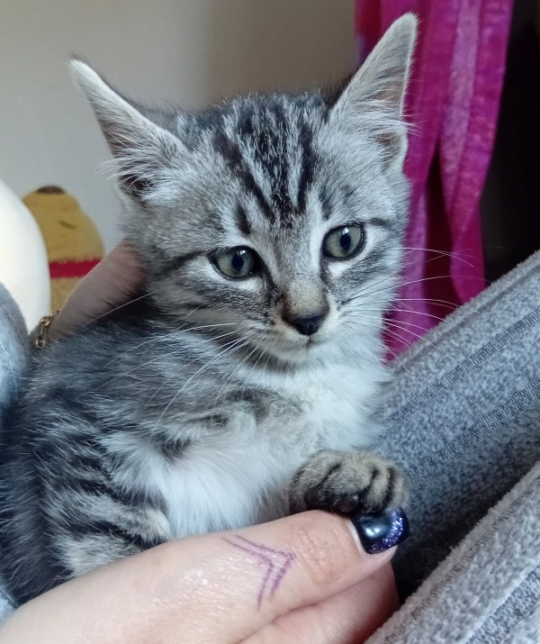 AZUMI – chaton réservé