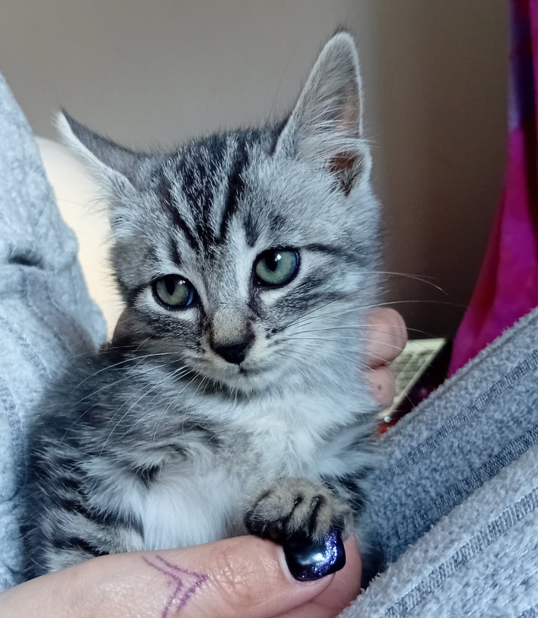 AZUMI – chaton réservé