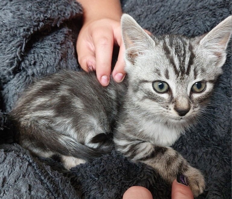 AZUMI – chaton réservé