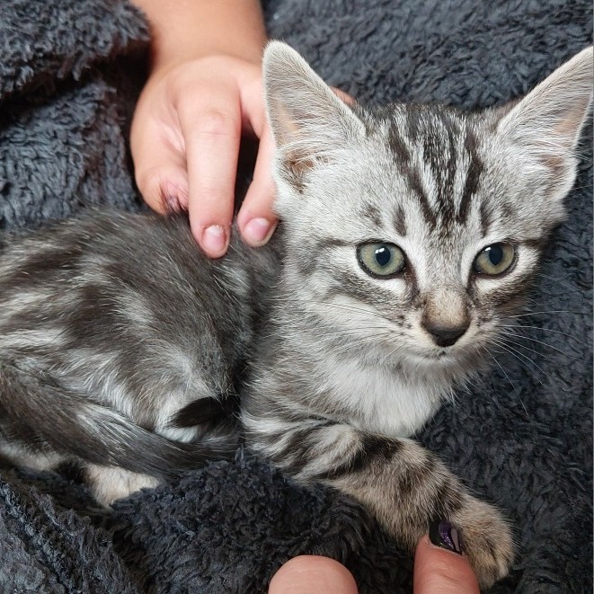 AZUMI – chaton adopté
