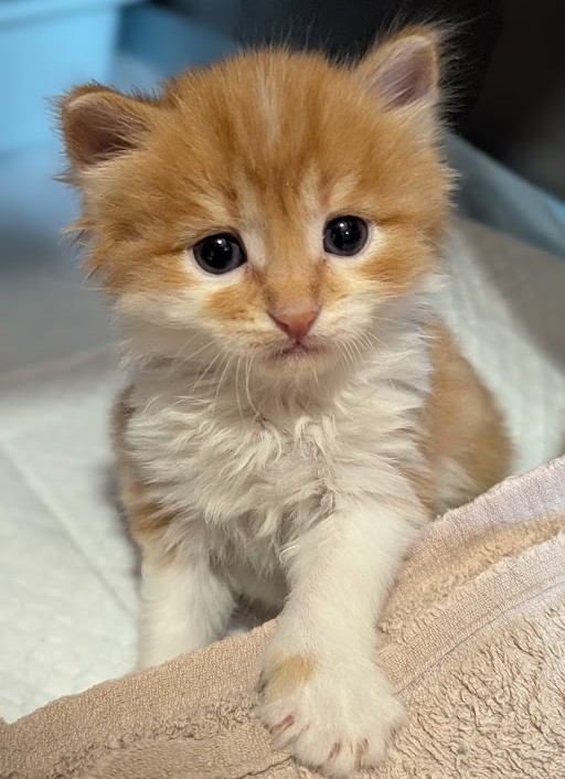 AUGUS – chaton