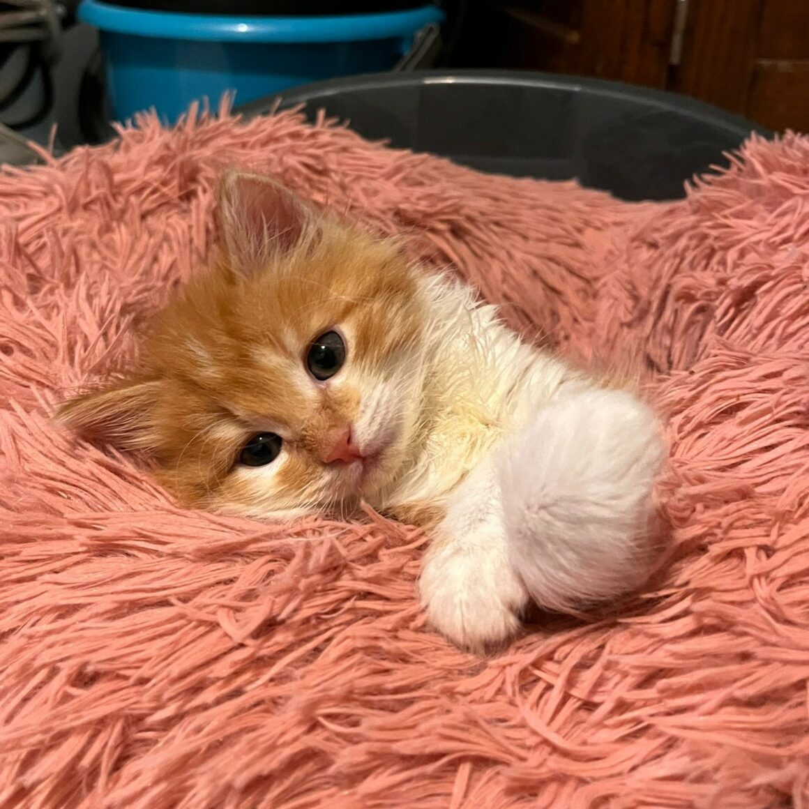 AUGUS – chaton