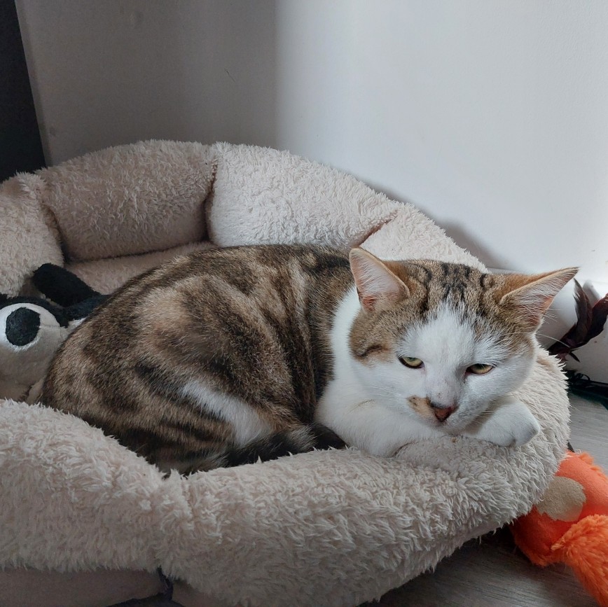 ACE (1) ACE – 6 mois