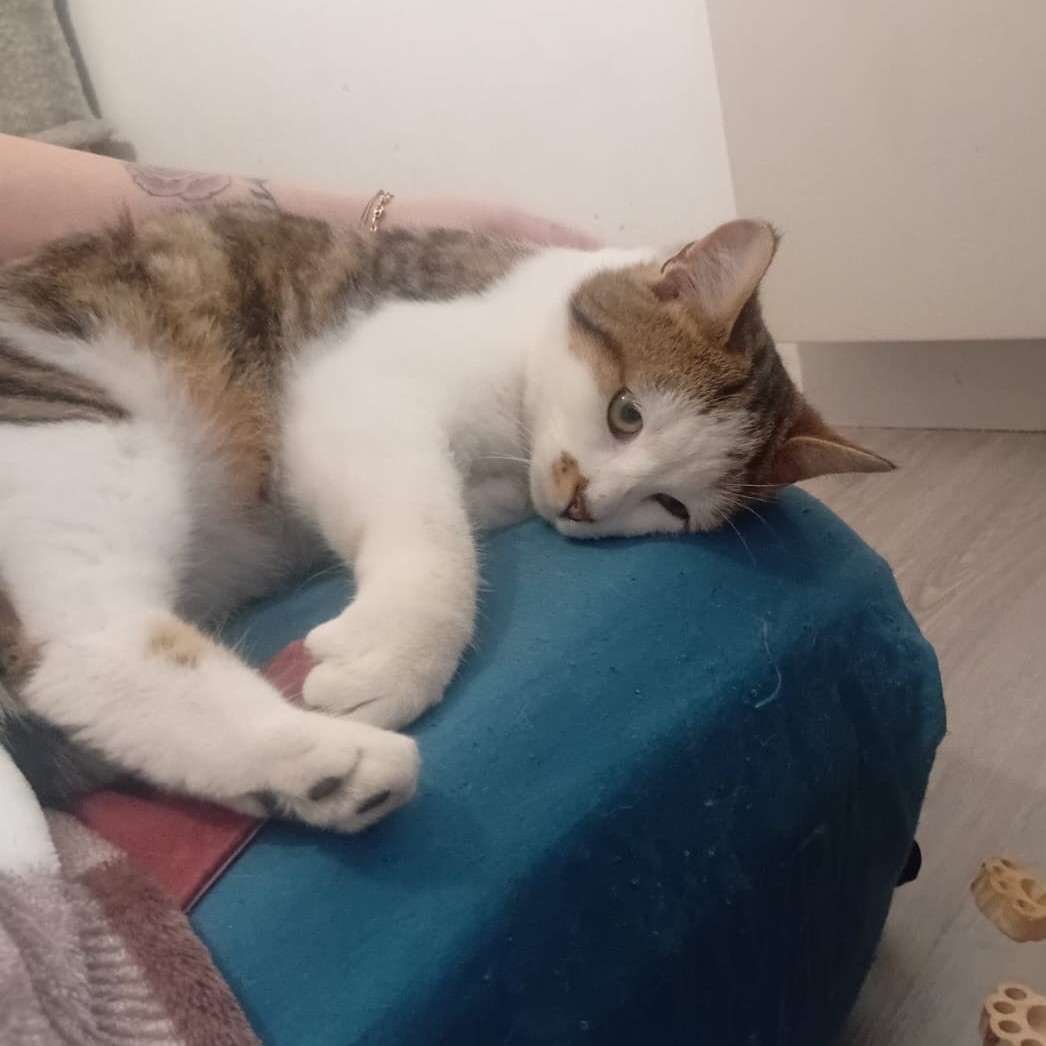 ACE – 6 mois Réservé