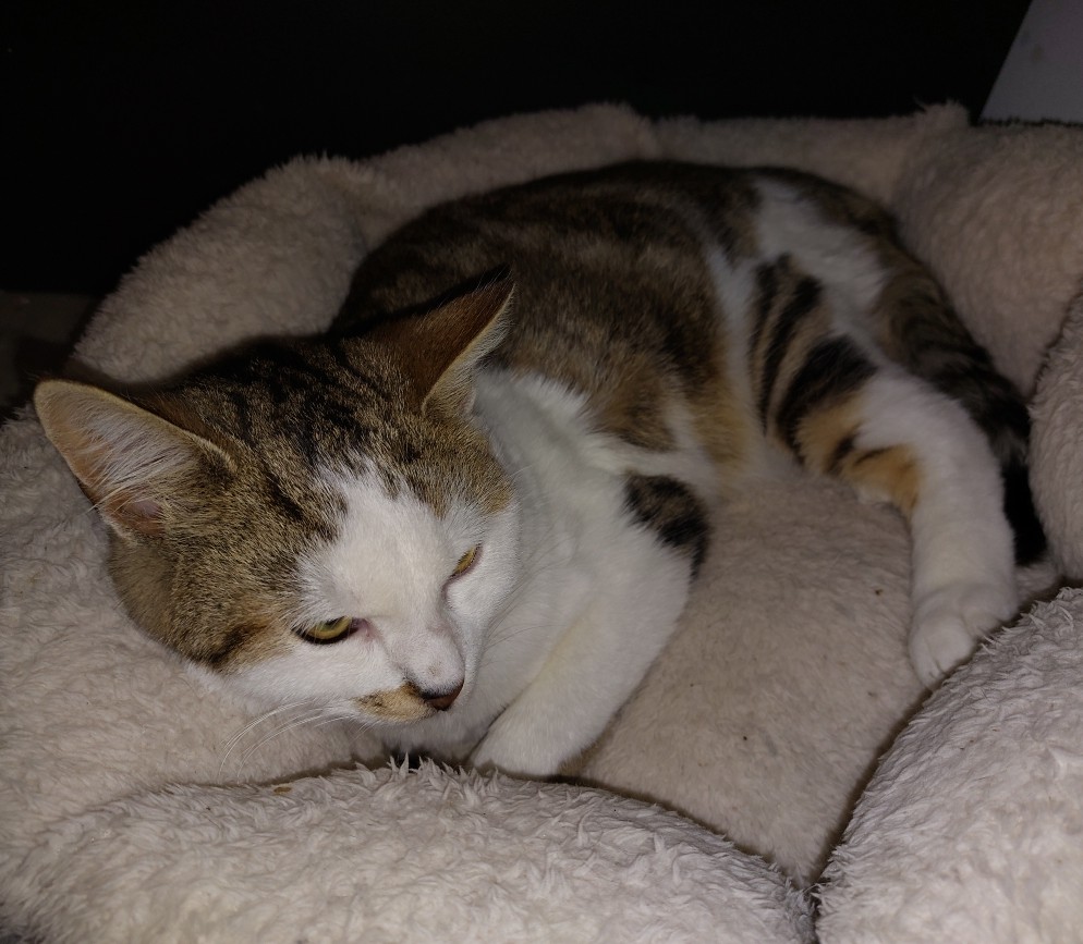 ACE (3) ACE – 6 mois