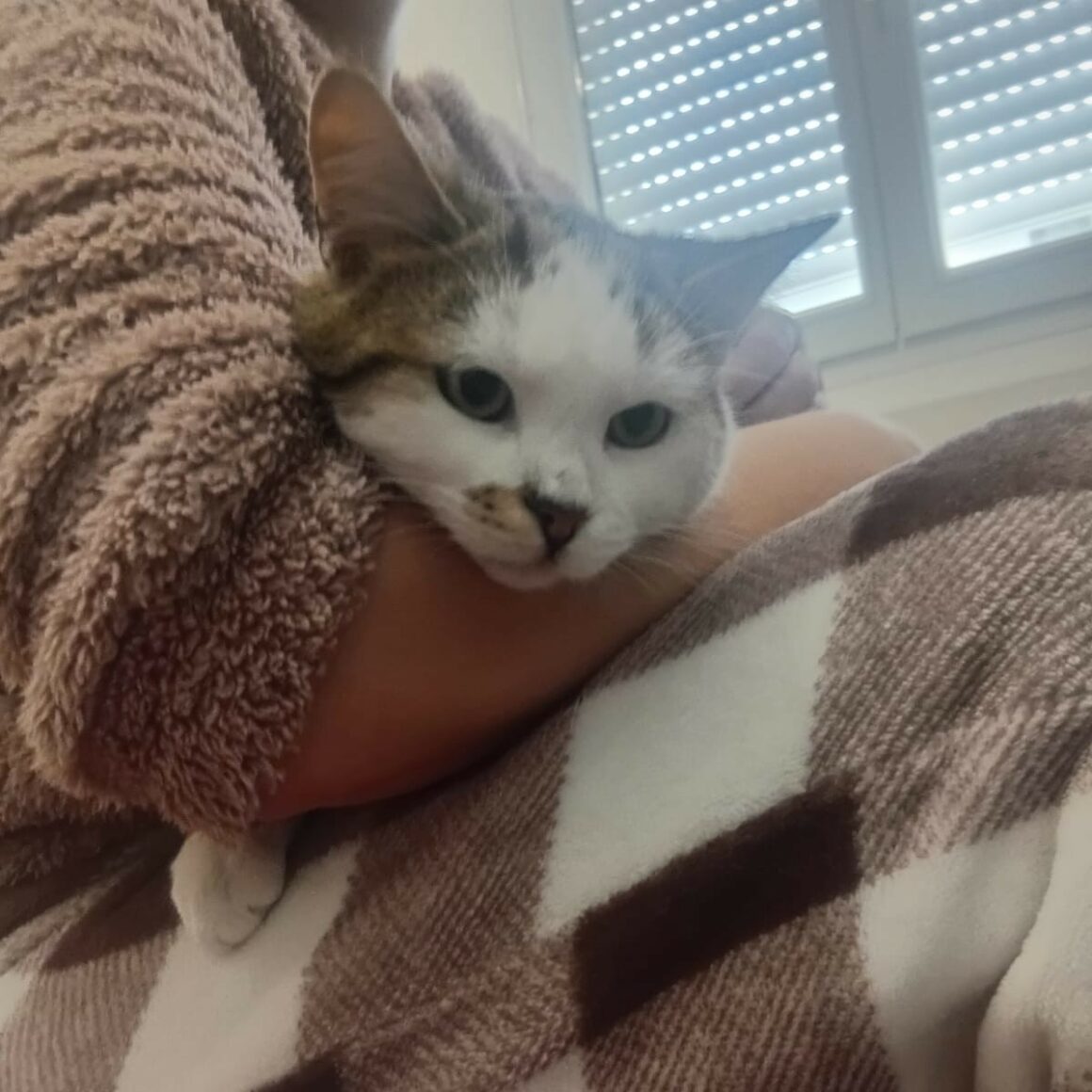 ACE – 6 mois Réservé