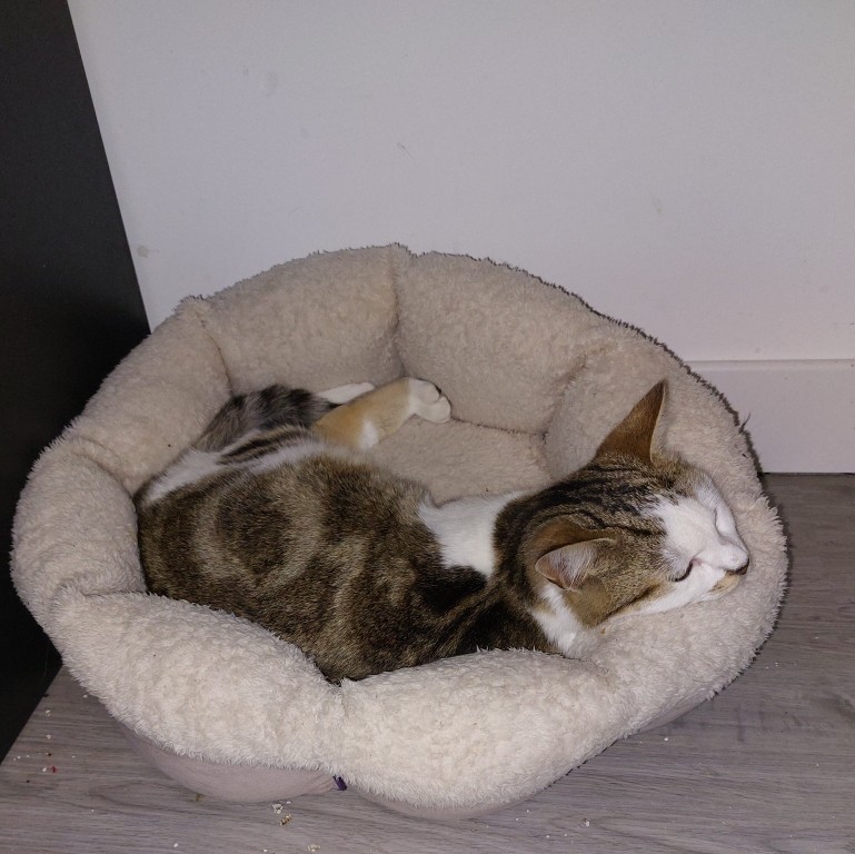 ACE (4) ACE – 6 mois