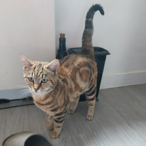 AKIRA (1) AKIRA – 6 mois