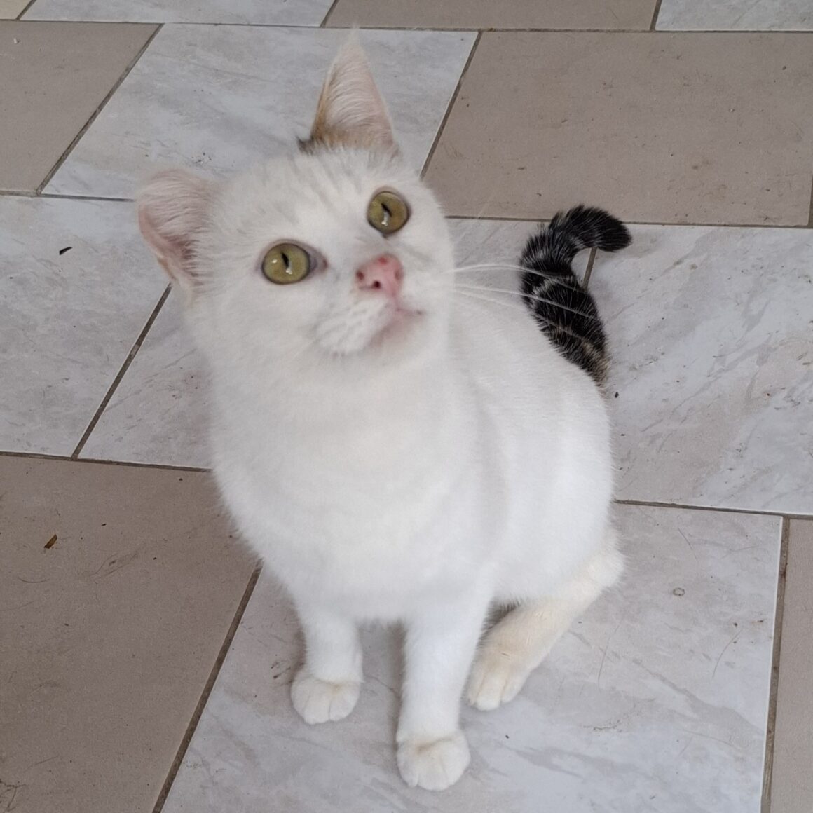 ALTÉA – 3 ans adoptée