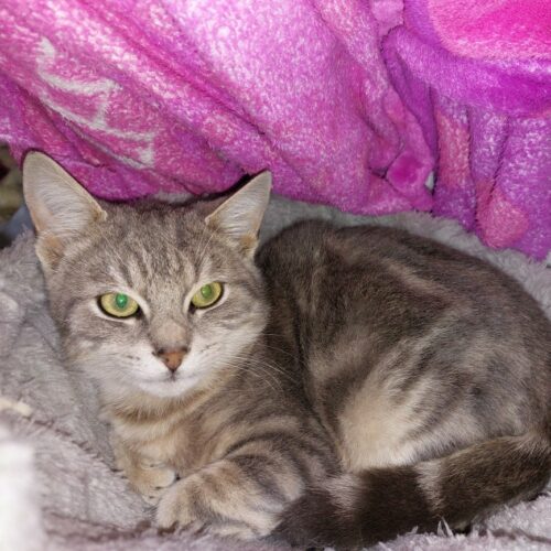 AMARO (1) AMARO – 6 mois