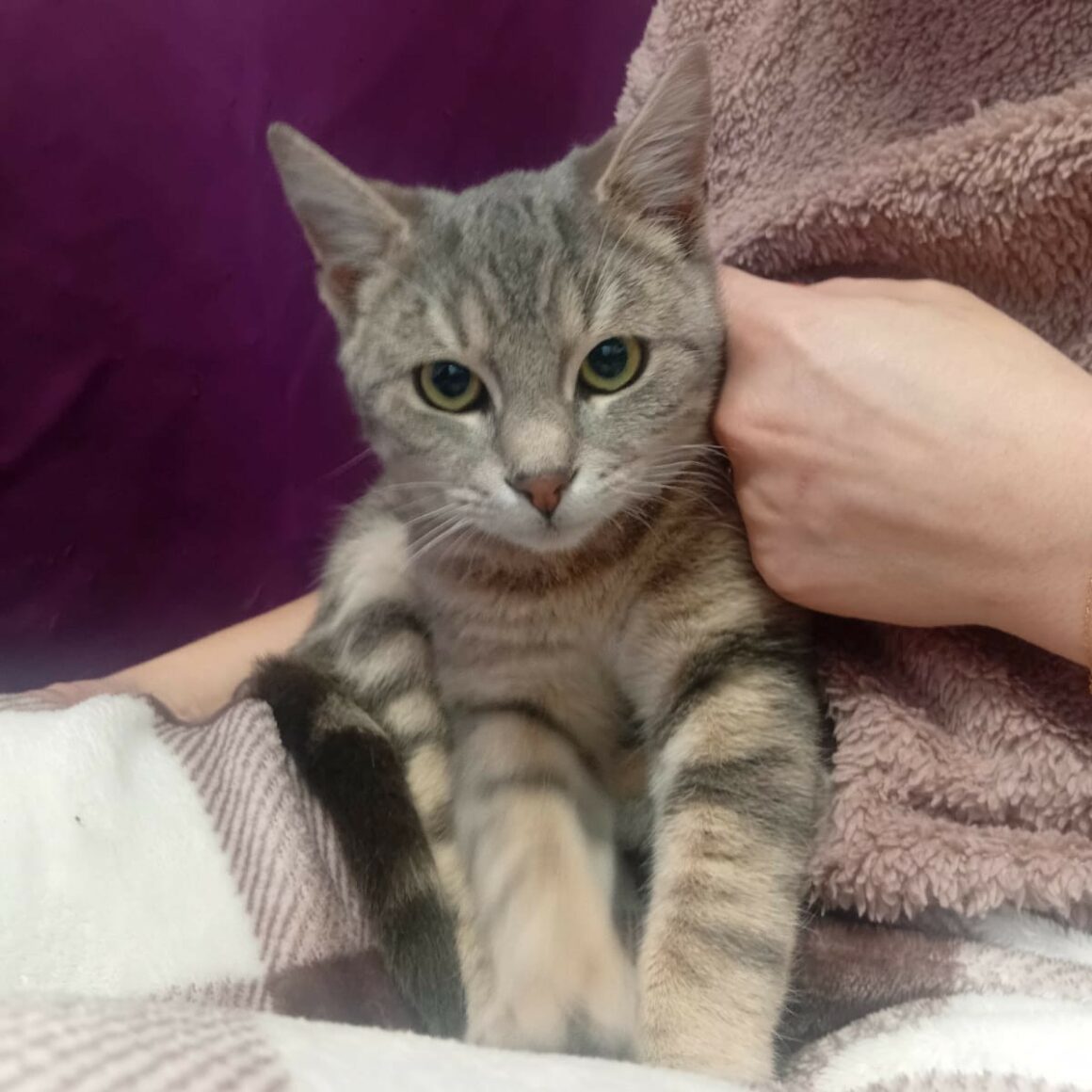 AMARO – 6 mois adopté