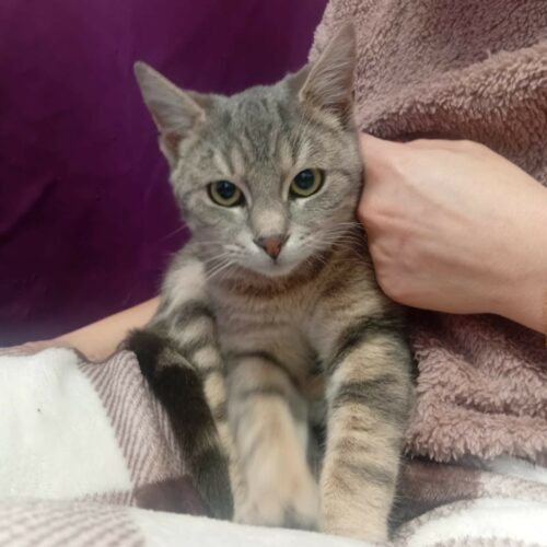 AMARO 1 30 NOV AMARO – 6 mois