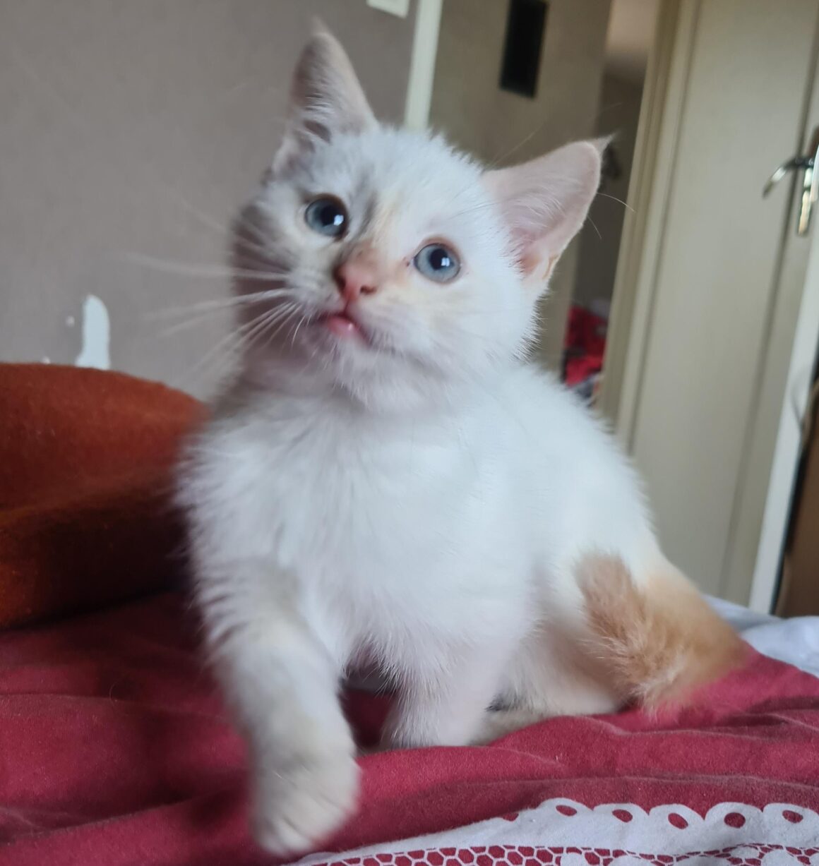 AMTARO – chaton réservé