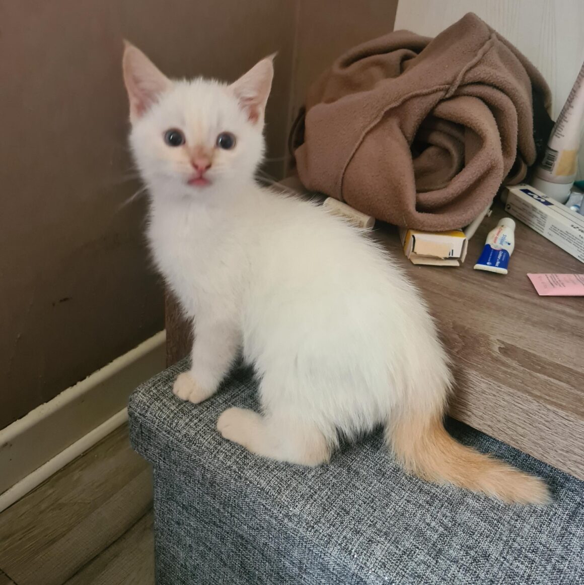 AMTARO – chaton réservé