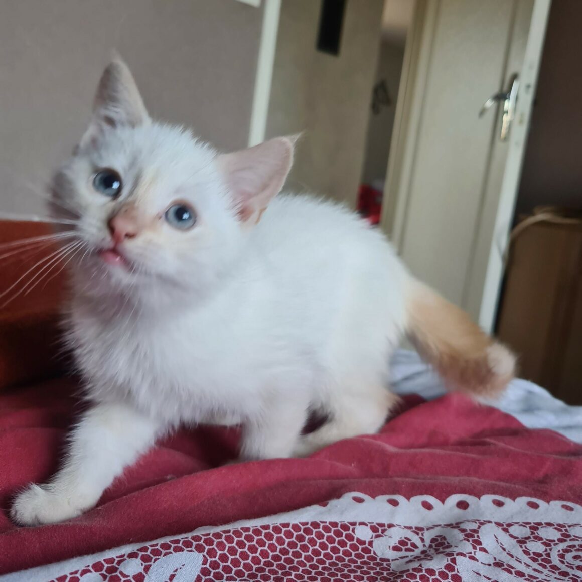 AMTARO – chaton réservé