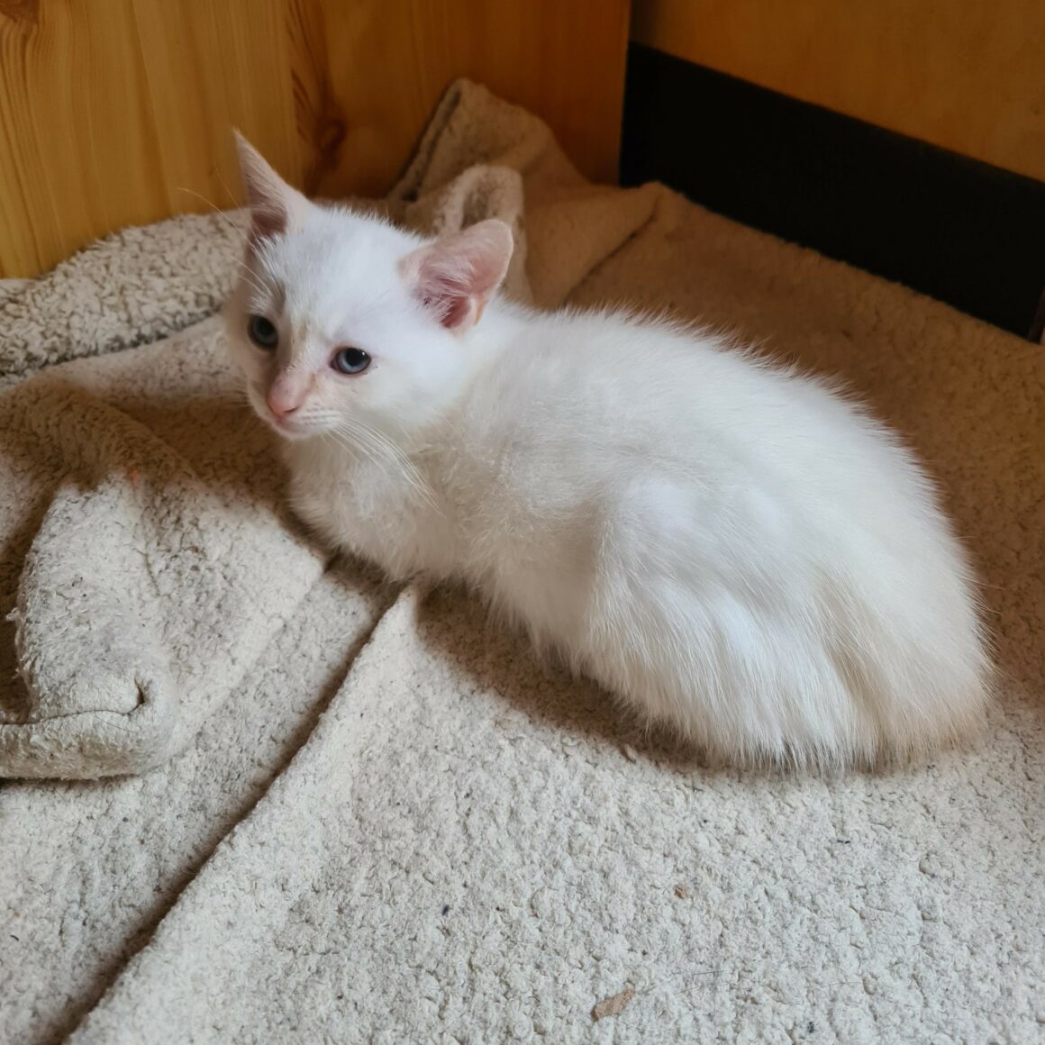 AMTARO – chaton réservé