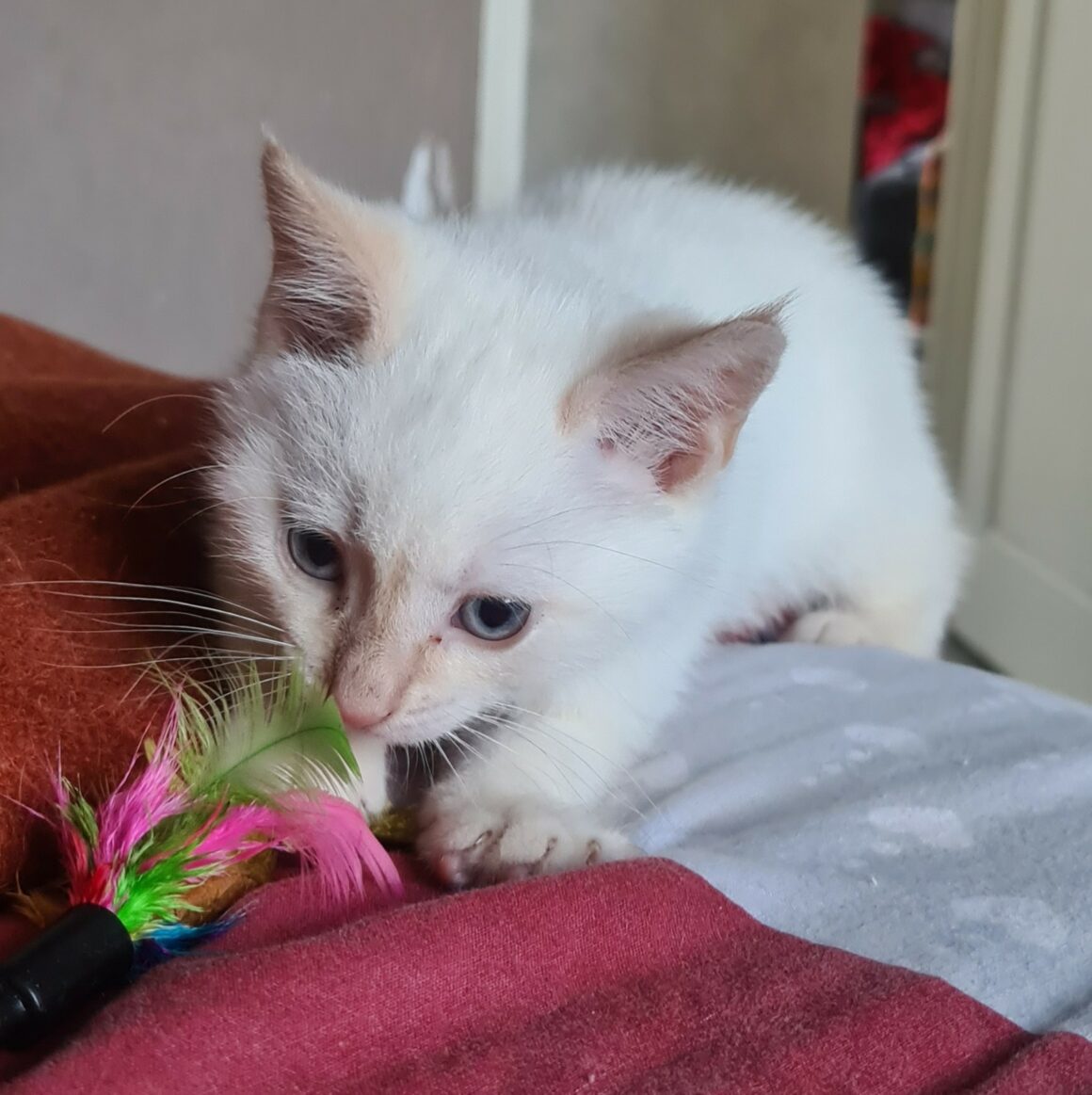 AMTARO – chaton réservé