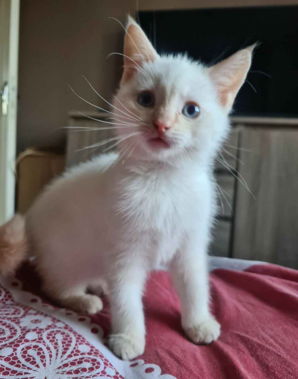 AMTARO – chaton réservé