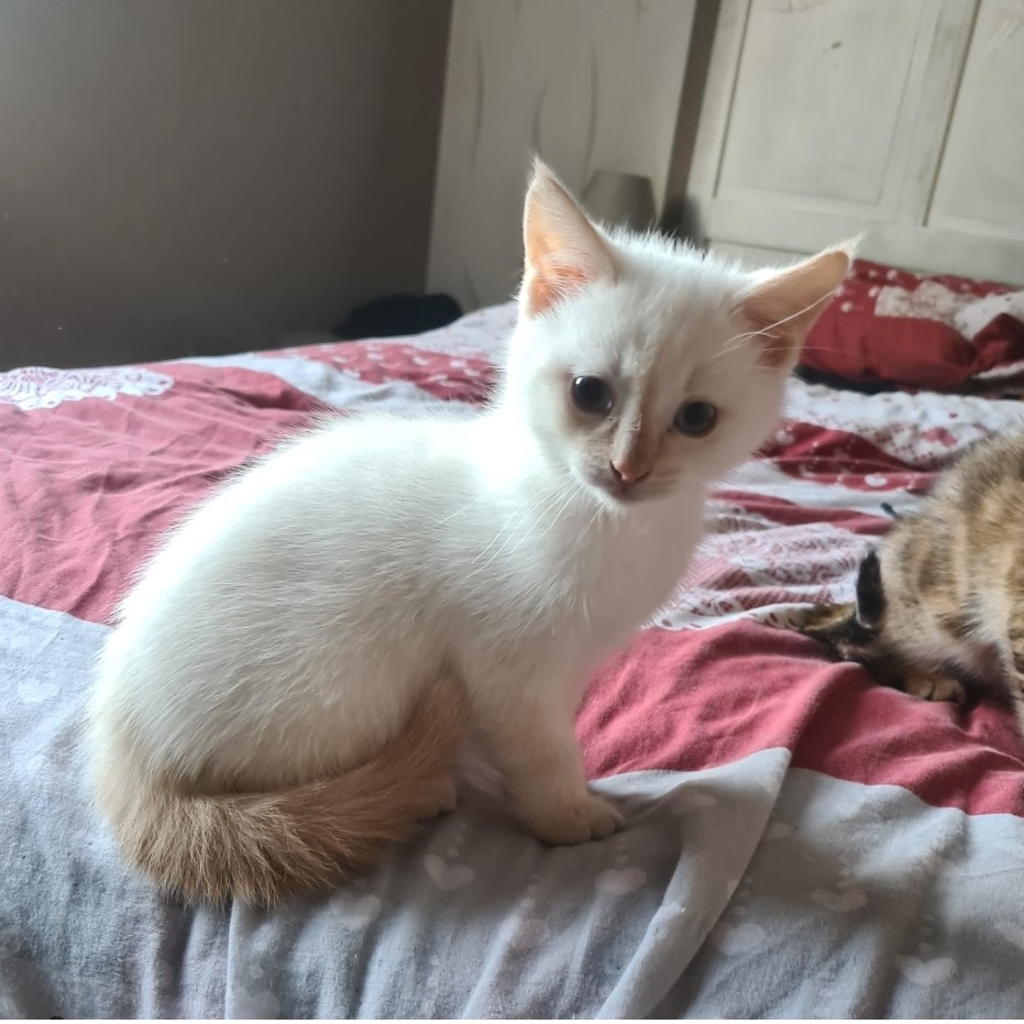 AMTARO – chaton réservé