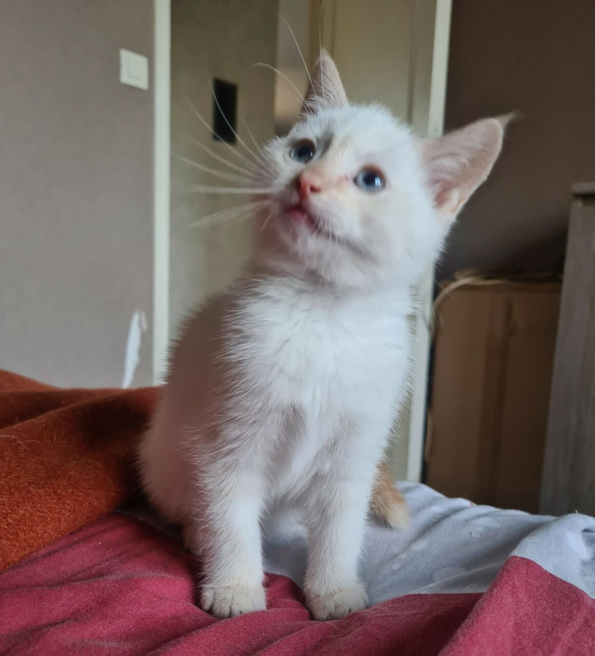 AMTARO – chaton réservé