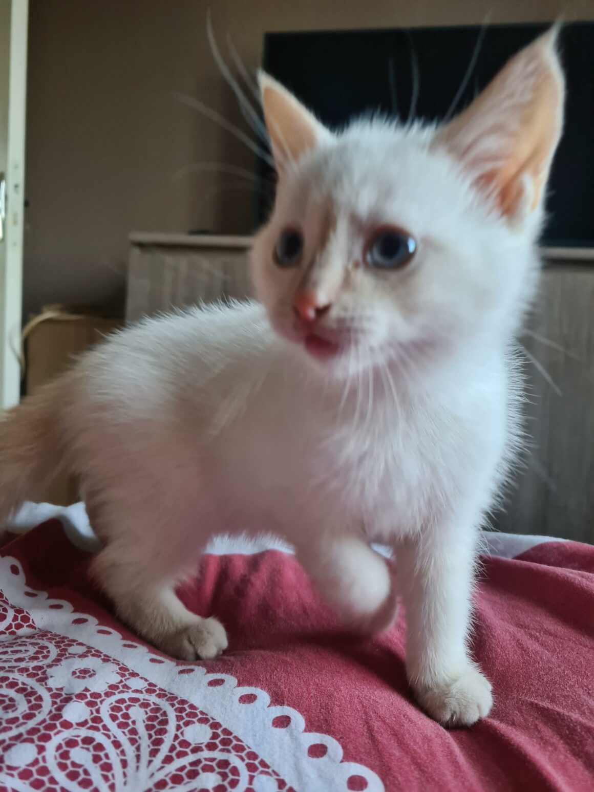 AMTARO – chaton réservé