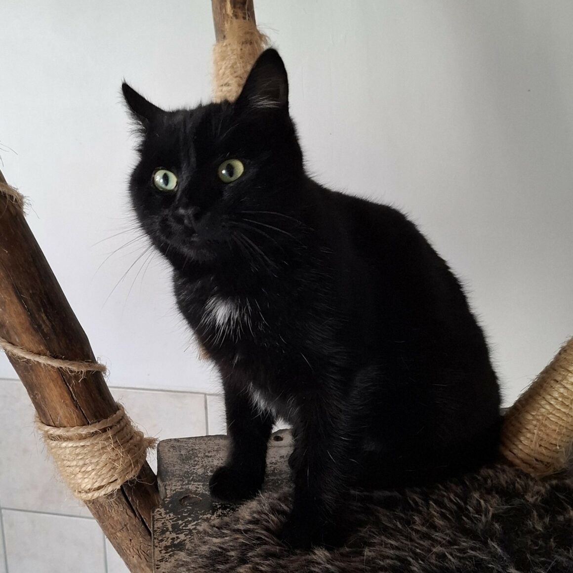 ARABICA – 6 mois adopté