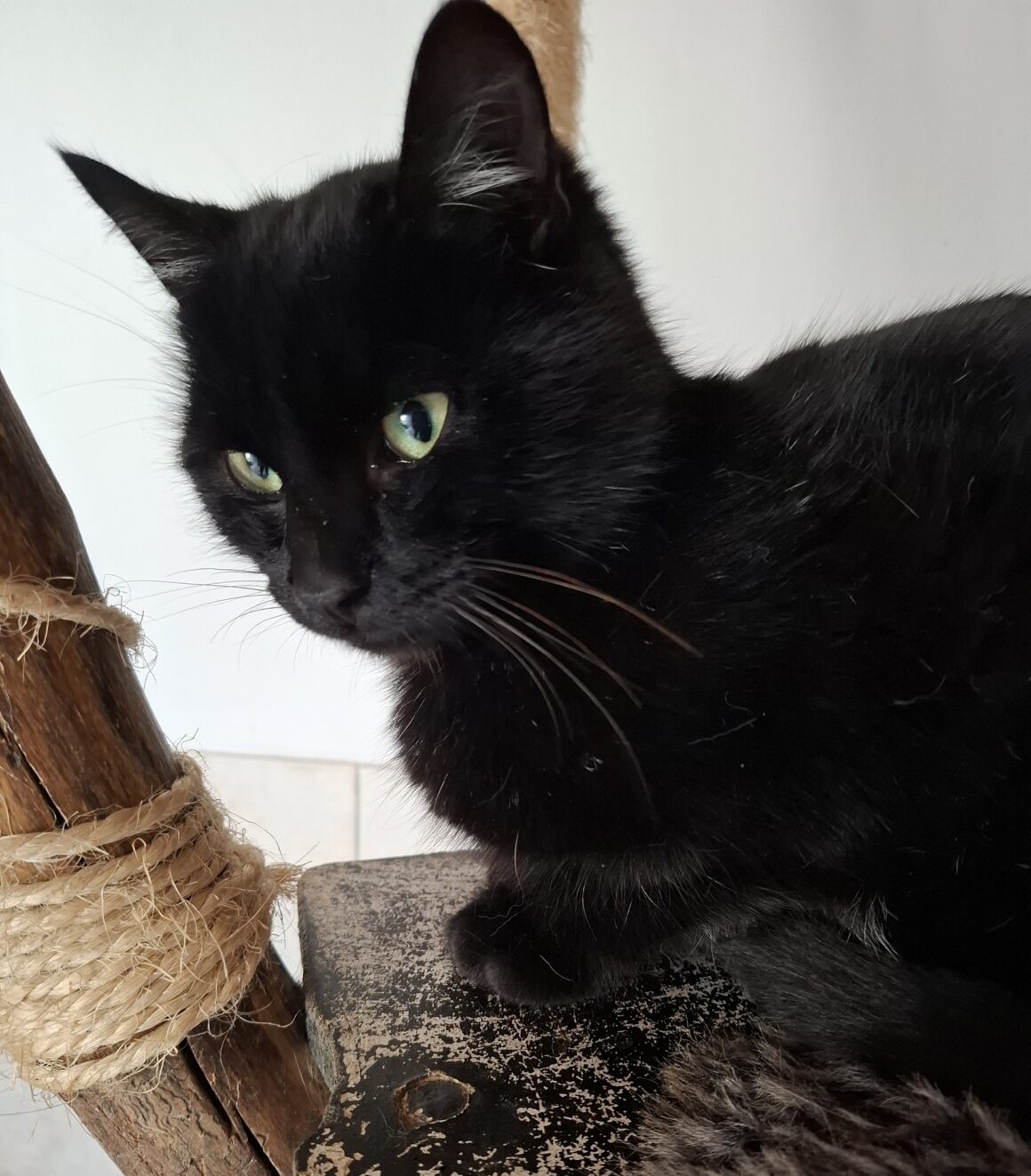 ARABICA (2) ARABICA – 6 mois