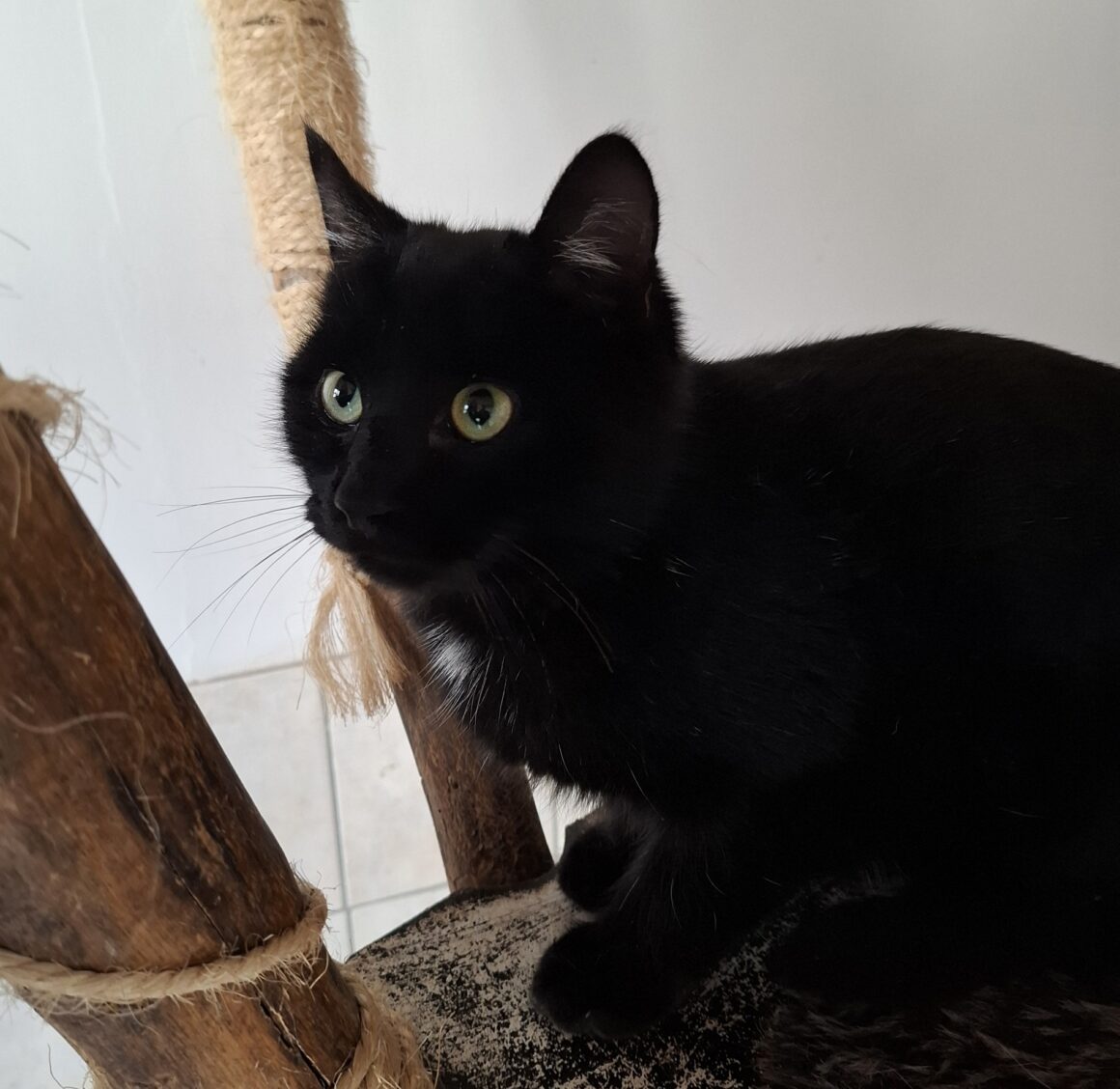 ARABICA (3) ARABICA – 6 mois