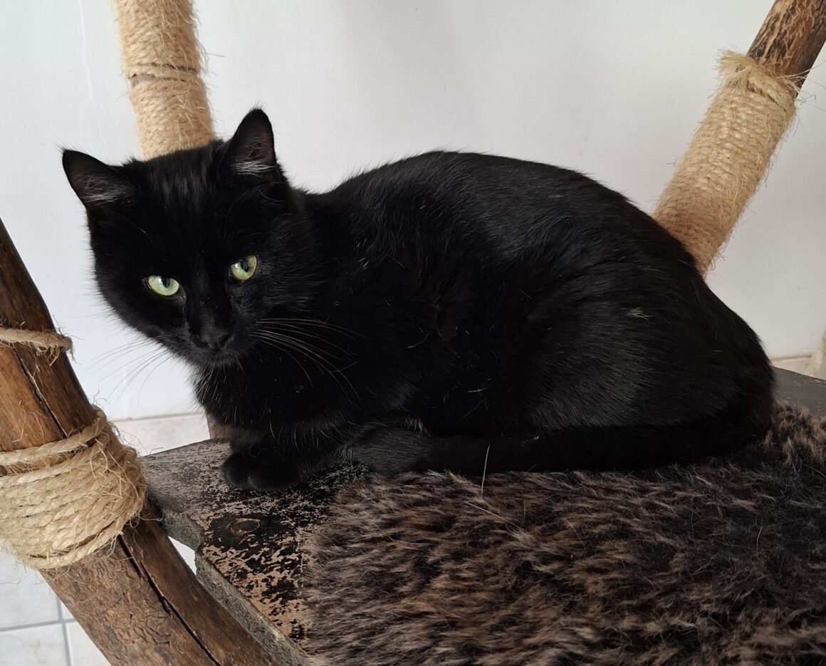 ARABICA (4) ARABICA – 6 mois