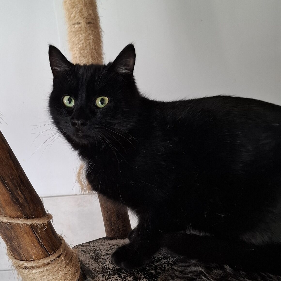 ARABICA (5) ARABICA – 6 mois