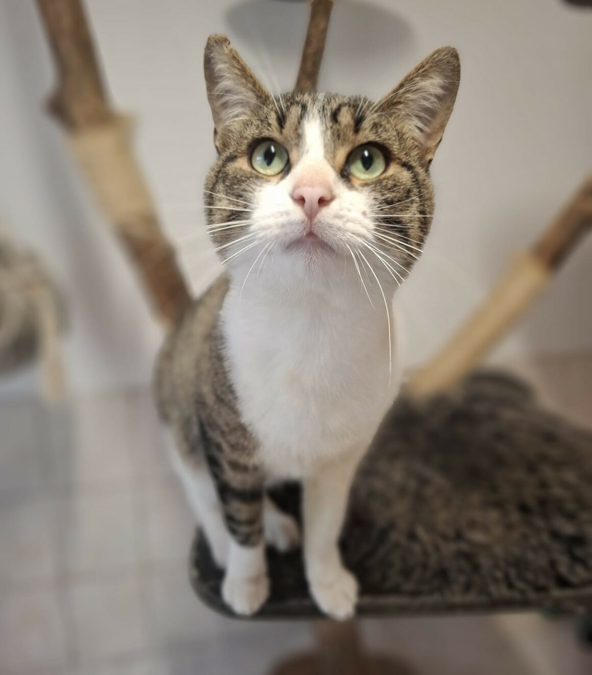 ATIKO 1 ATIKO – 1 an