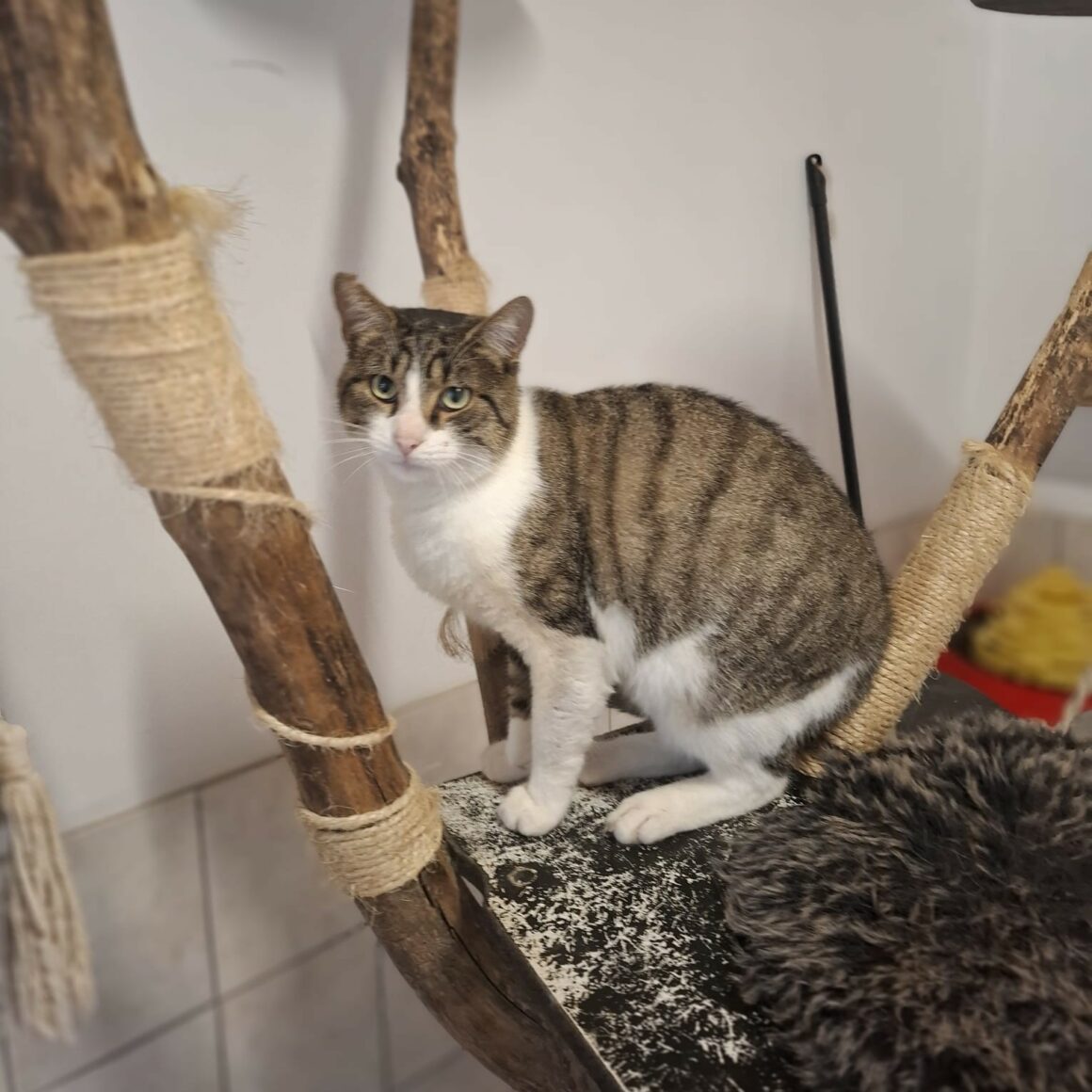 ATIKO 2 ATIKO – 1 an