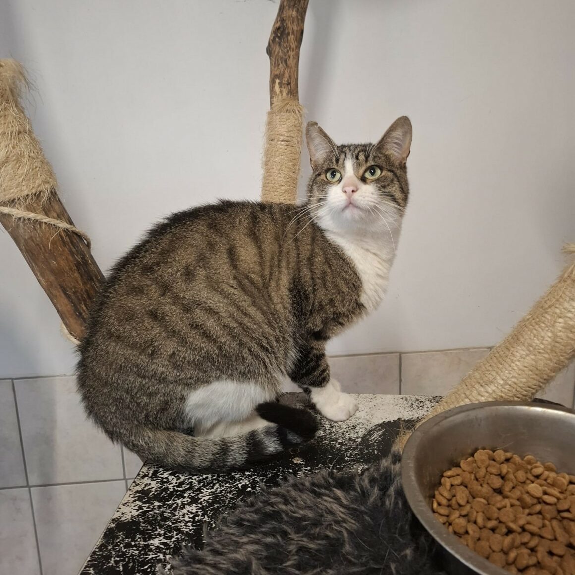 ATIKO 3 ATIKO – 1 an