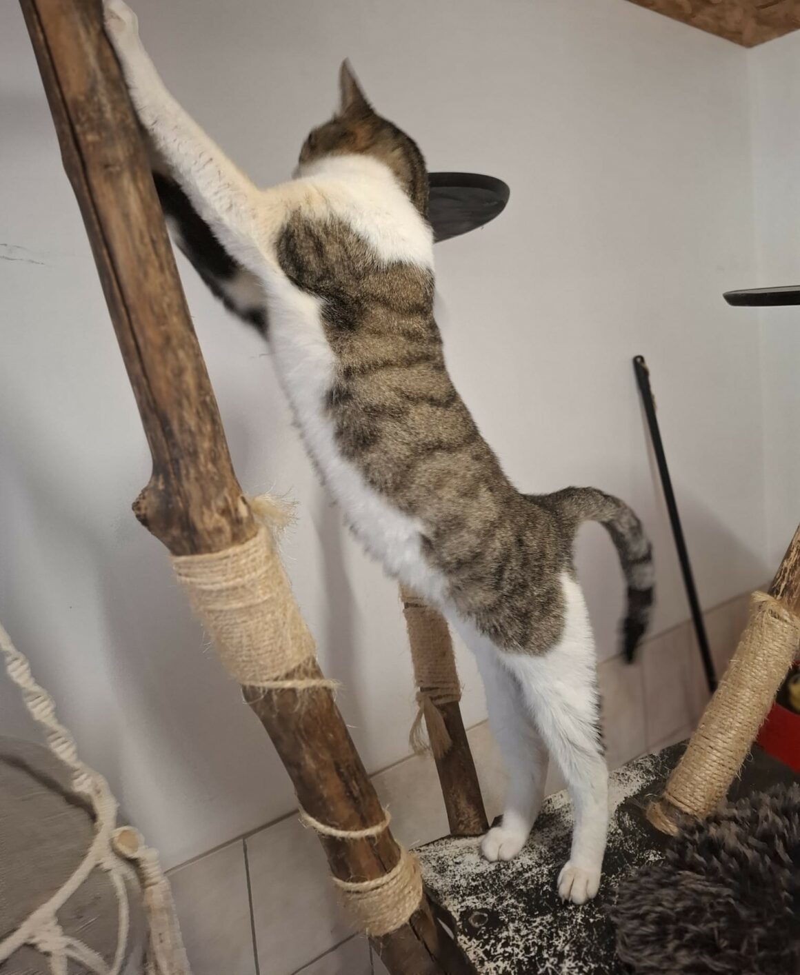 ATIKO 4 ATIKO – 1 an