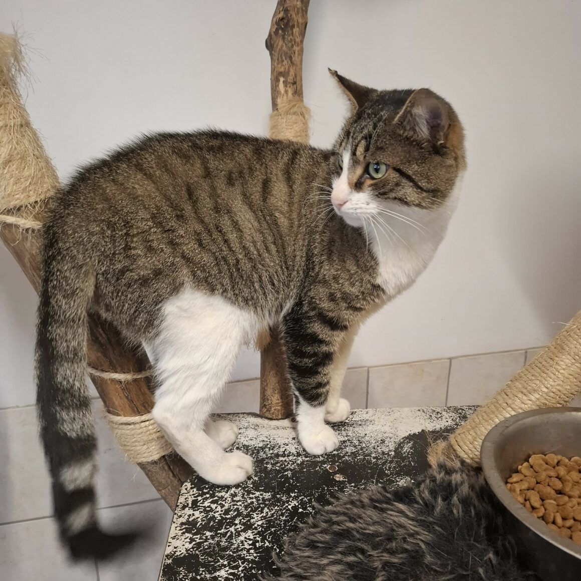 ATIKO – 1 an adopté