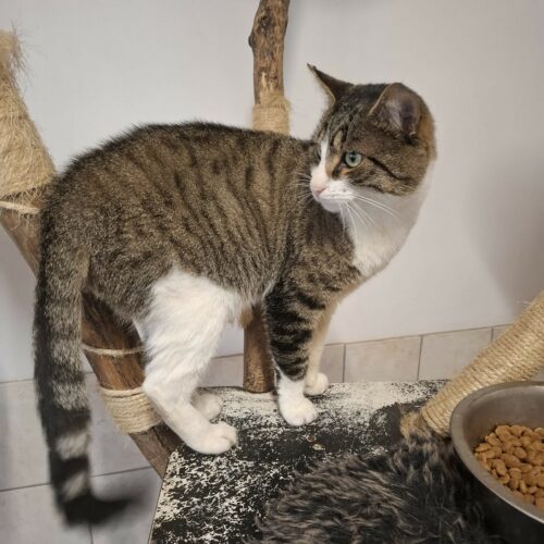 ATIKO ATIKO – 1 an