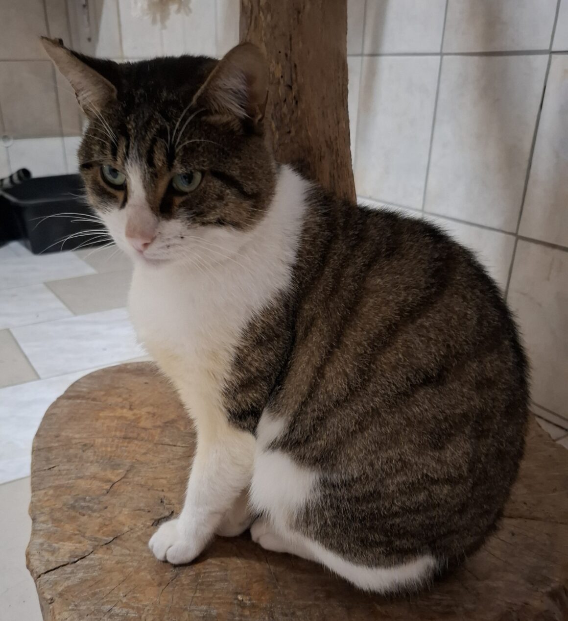 ATIKO NOV 25 (2) ATIKO – 1 an