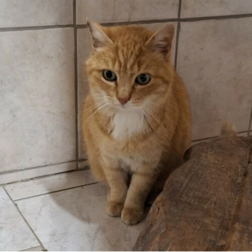 TI-LION (1) TI-LION – 5 ans