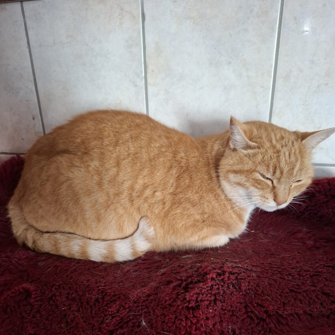 TI LION (1) TI-LION – 5 ans